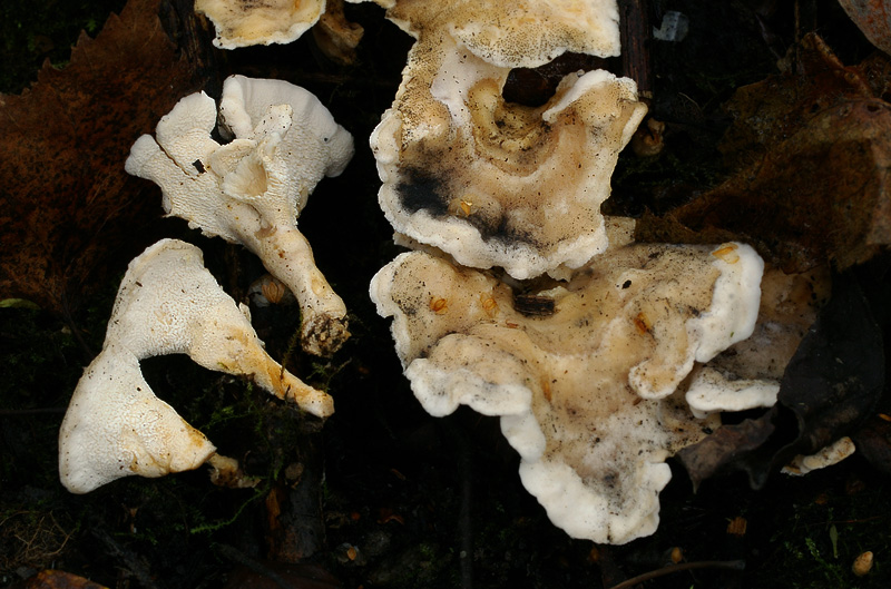 Sistotrema confluens